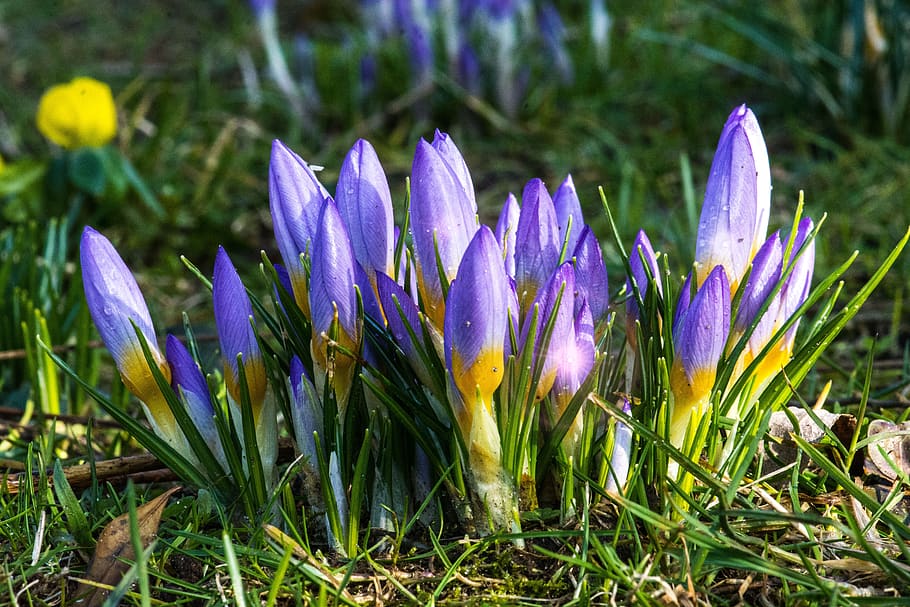 flower, crocus, purple, violet, spring, plant, growth, flowering plant HD wallpaper