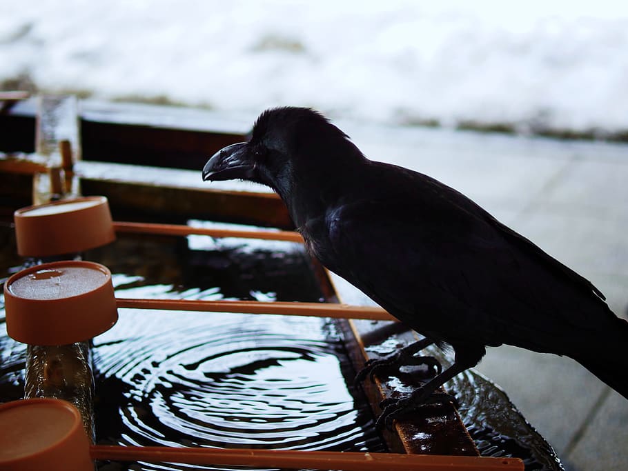 black crow in bird bath, animal themes, vertebrate, one animal HD wallpaper