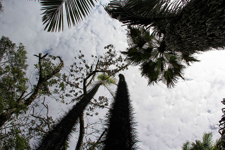 looking, arriba, yp, tree, plant, beauty in nature, growth HD wallpaper