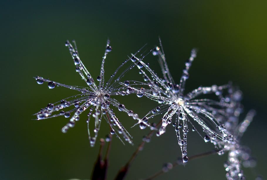 Transparent Flowers, blur, bright, close-up, dew, flora, water HD wallpaper