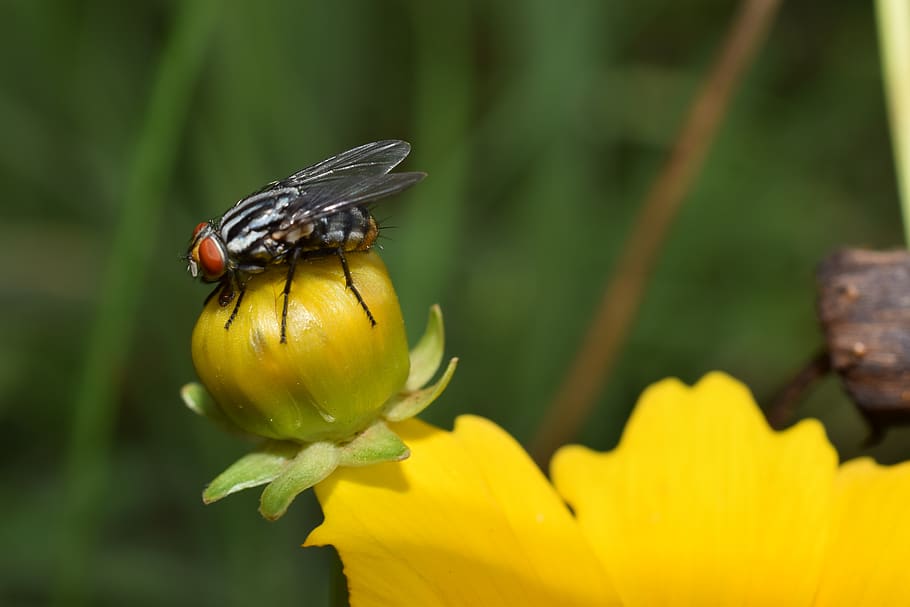 fly, nature, yellow, environment, flower, flowering plant, animal wildlife HD wallpaper