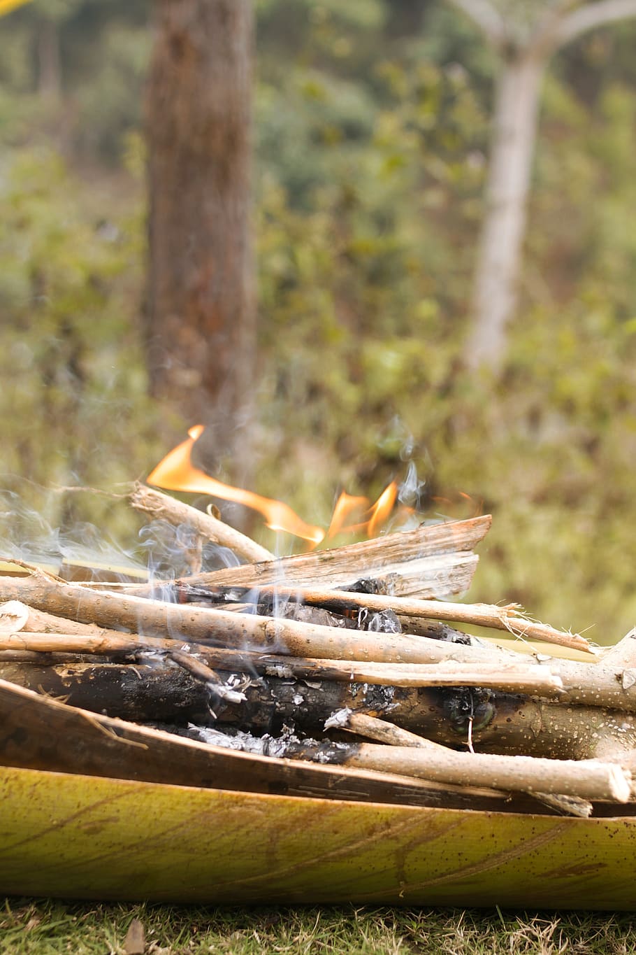 fire, wood, flame, bonfire, forest fire, lumber, bamboo, plant HD wallpaper