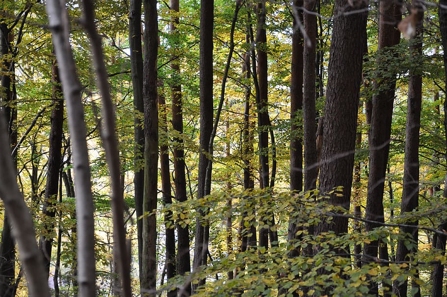 tree, forrest, nature, landscape, green, wood, season, woods HD wallpaper