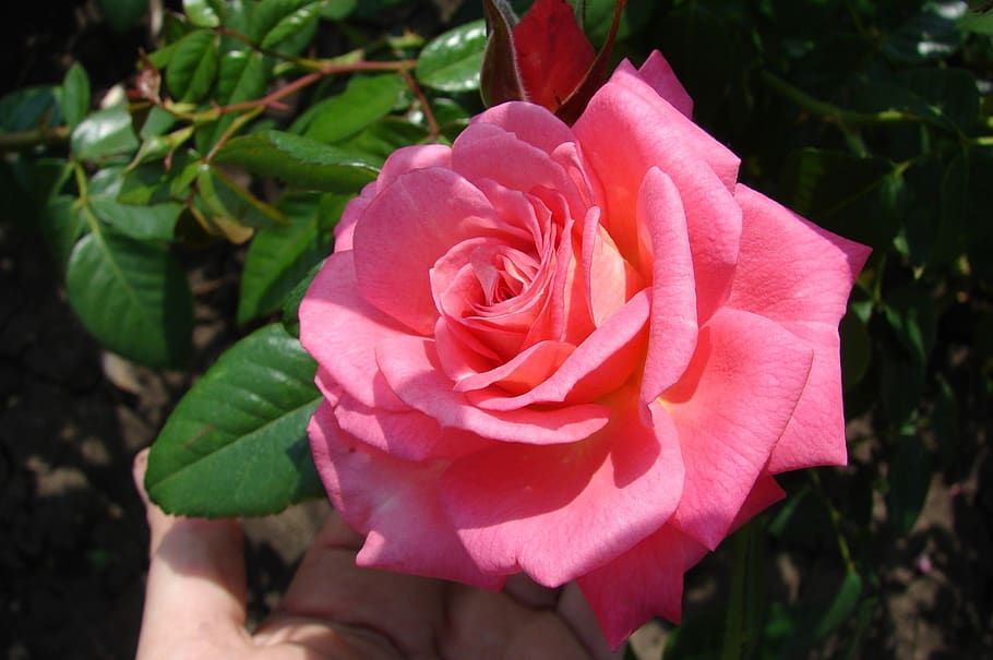 flower, rose, nature, flora, petal, flowering plant, freshness HD wallpaper