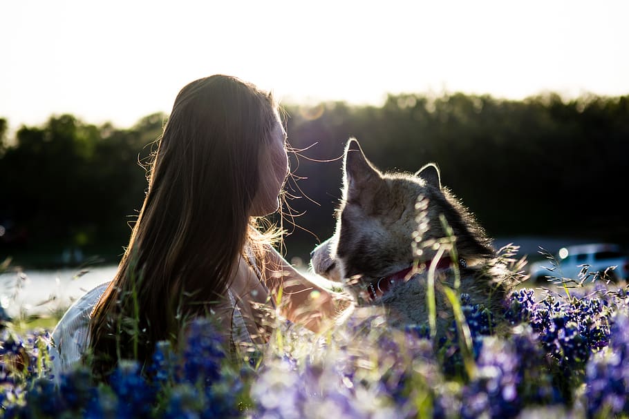sunset, texas, bluebonnet, bffl, best friends, friendship, dog HD wallpaper