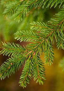 tree, plant, conifer, abies, fir, spruce, pine, green, larch HD wallpaper
