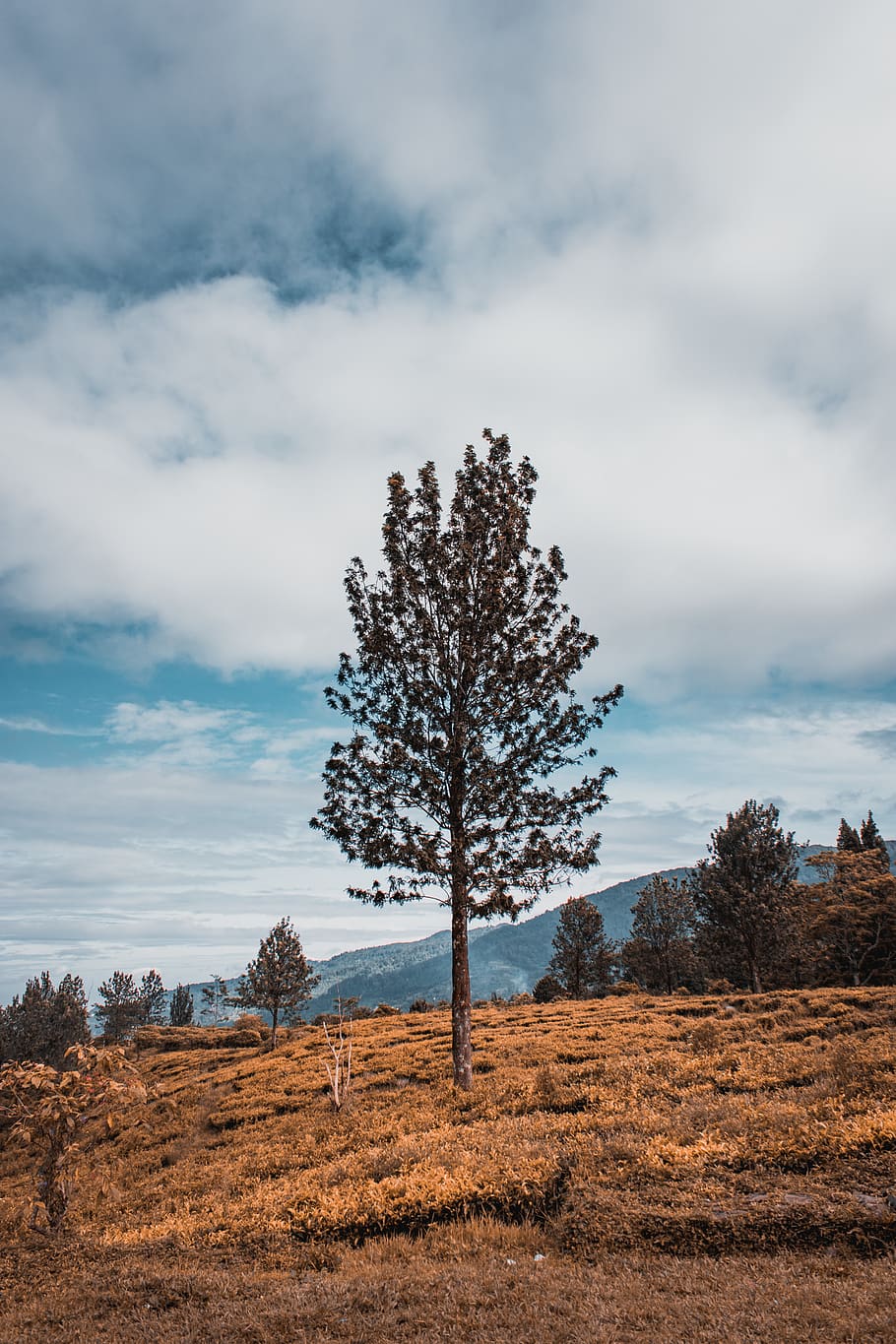 trees on mountain, field, outdoors, indonesia, nature, grassland HD wallpaper