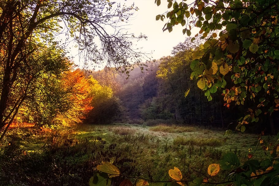 forest, glade, light, shadow, mystical, landscape, nature, mood HD wallpaper