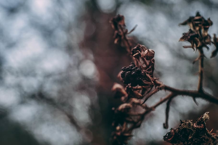 macro, bokeh, black, dead, berry, blackberry, nature, plant HD wallpaper
