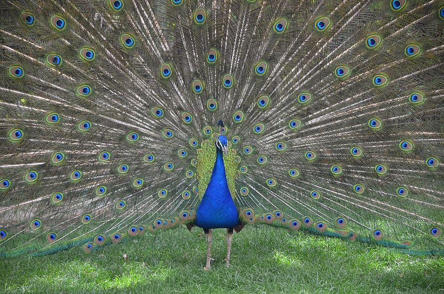 iran, isfahan, peacock, bird, animal themes, one animal, peacock feather HD wallpaper