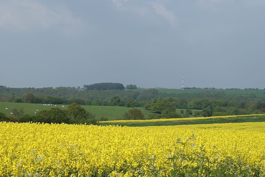 rapeseed, field, fields, nature, spring, belgium, agriculture, HD wallpaper