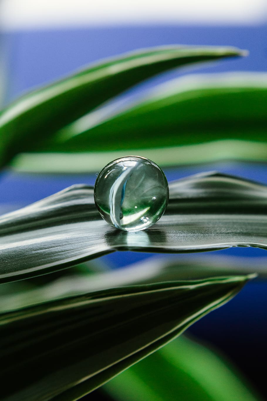 Clear Marble Ball on Green Leafed Plant, blur, blurred background HD wallpaper