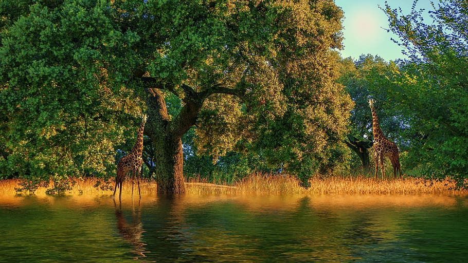 nature, tree, sunset, giraffe, animal, water, green, plant HD wallpaper