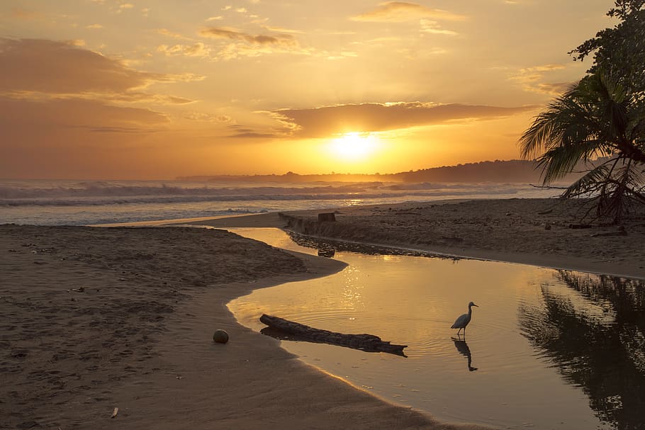 beach, ocean, sea, waves, sun, sunrise, palm, costa rica, sand HD wallpaper