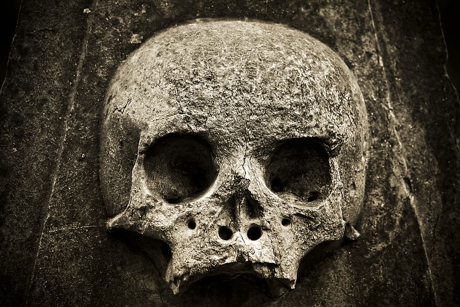 skull, skeleton, horror, nature, grave, cemetery, fear, close up HD wallpaper