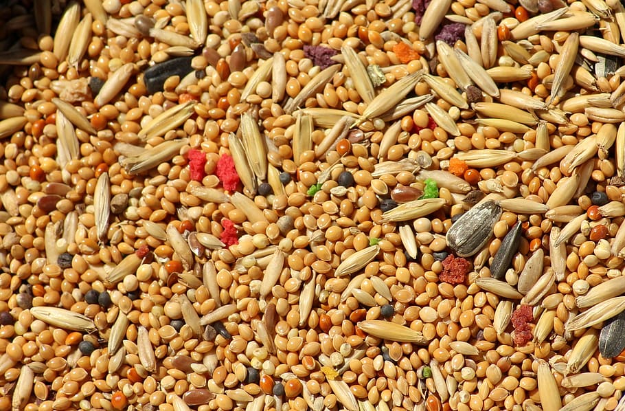 grains, corn, millet, oats, nature, food, birds, for the birds HD wallpaper