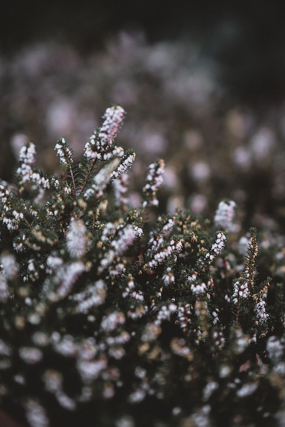 white petaled flowers, plant, blossom, vegetation, bush, lavender HD wallpaper