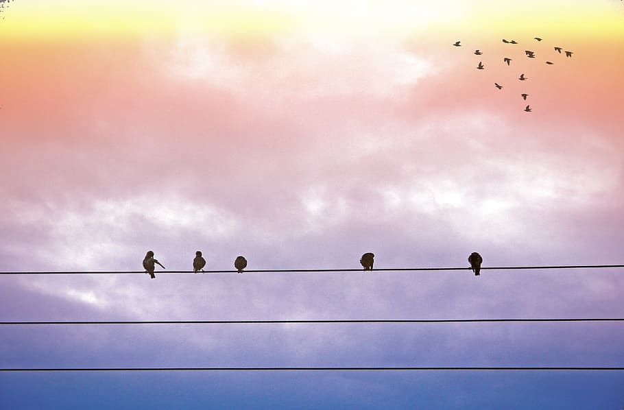 5 Black Feather Bird Standing on Electric Cable, animals, clouds HD wallpaper