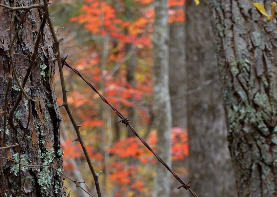 fence, trees, autumn, barbed wire, thorns, briars, plant, trunk HD wallpaper