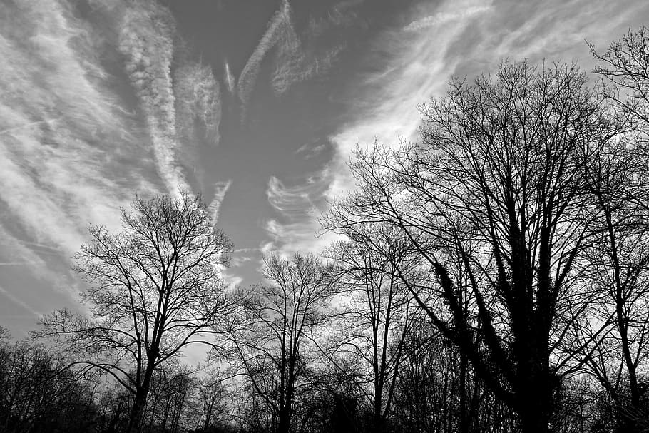 tree, branch, bare branch, bare tree, winter tree, deciduous HD wallpaper