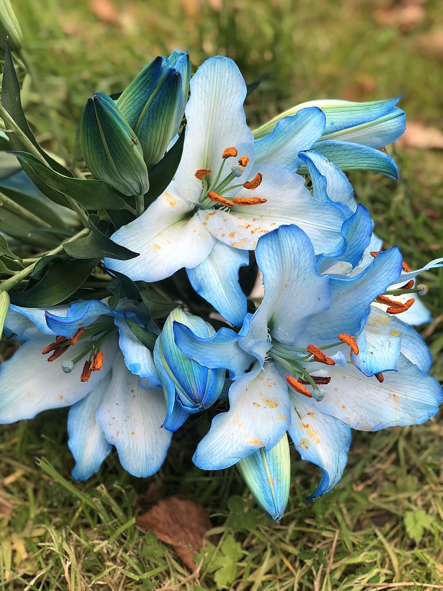 flower, blue, bloom, garden, summer, flora, nature, floral HD wallpaper