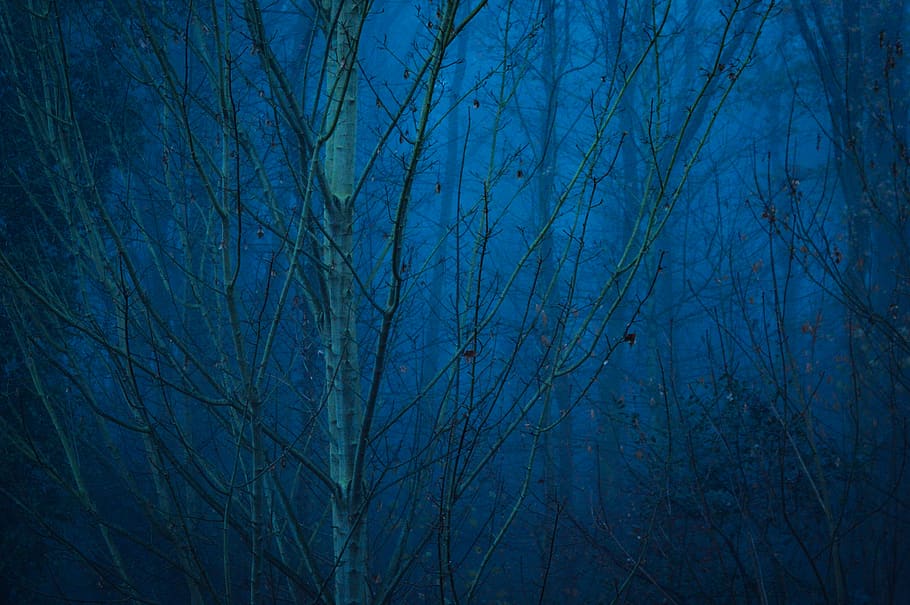bare-tree, nature, outdoors, mechernich, germany, plant, night HD wallpaper