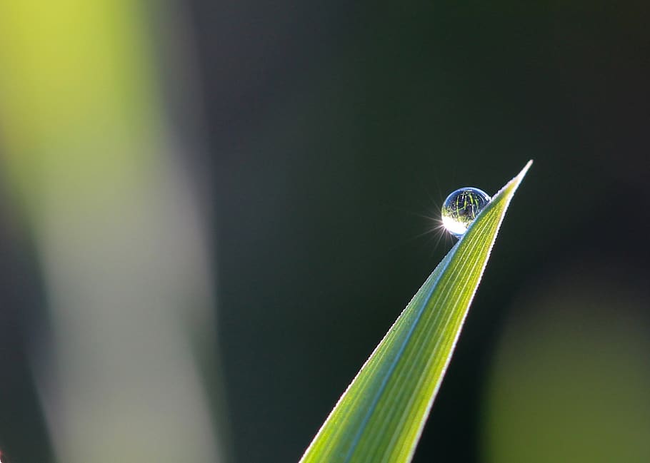Selective Focus Photography of Leaves With Water Drop, blade HD wallpaper