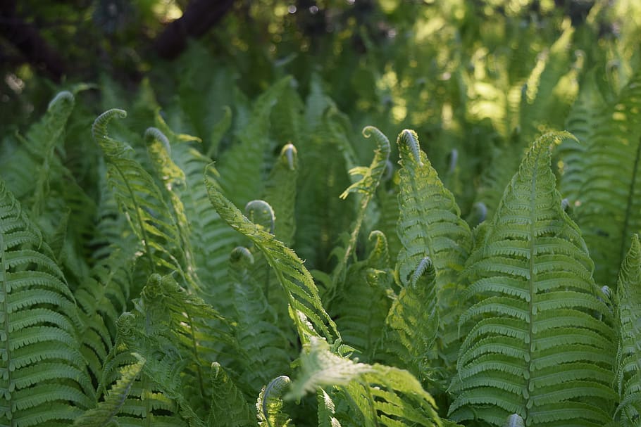 fern, background, nature, leaf, plant, green, fiddlehead, green color HD wallpaper