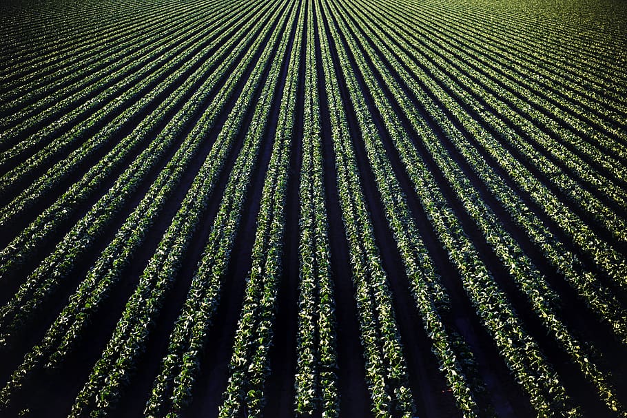 Photo of Green and Black Lights, background, bright, cropland HD wallpaper