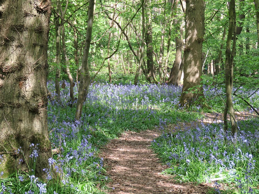 plant, tree, tree trunk, path, trail, nature, blossom, flower HD wallpaper