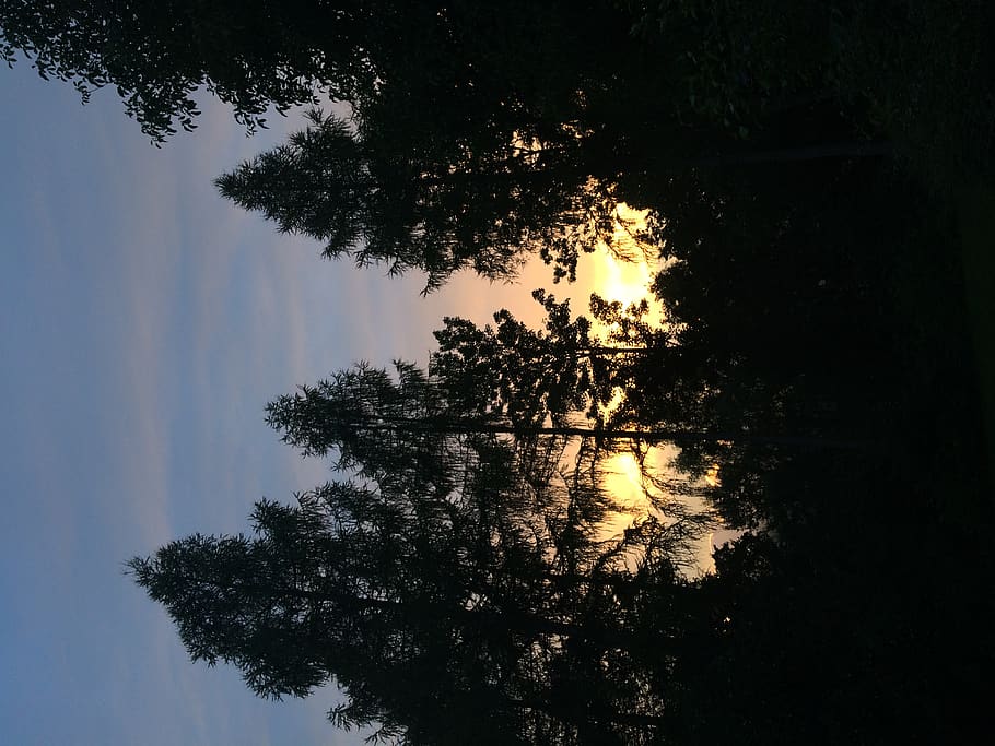 trees, sunset, germany, camp, view, plant, sky, silhouette HD wallpaper