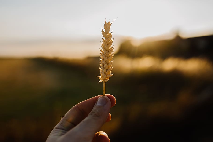 person holding brown grass, wheat, field, bokeh, blur, hand, harvest