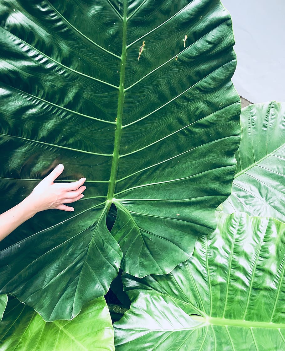 thailand, koh chang, nature, hand, leaf, oversize, green, person, HD wallpaper