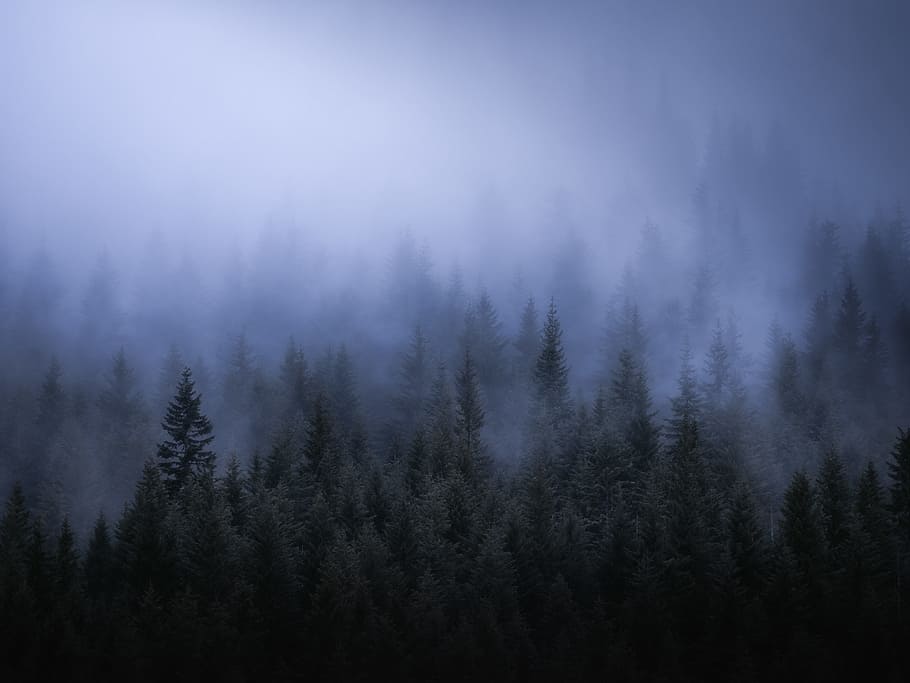 green trees covered by fog, foggy, forest, gloomy, nature, lake HD wallpaper