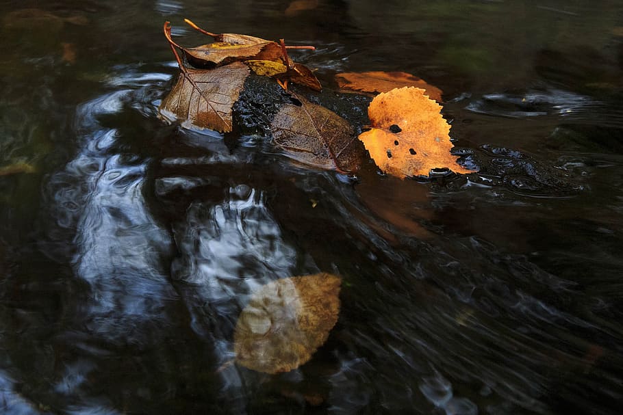 Colorful autumn stream., background, beautiful, fall, foliage, HD wallpaper