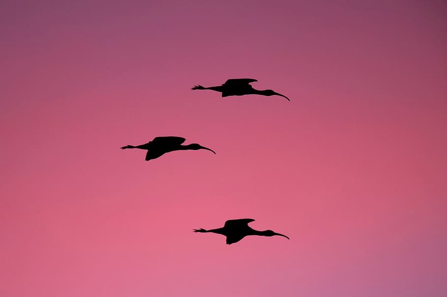 sunset, sky, bird, flying, animal, silhouette, animal themes HD wallpaper