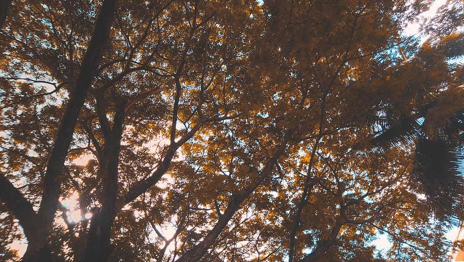 green tree, plant, tree trunk, leaf, outdoors, nature, forest HD wallpaper