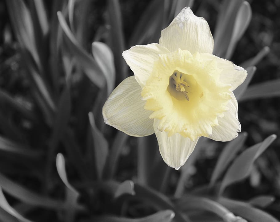daffodil, black and white, flower, easter, spring, nature, bloom HD wallpaper
