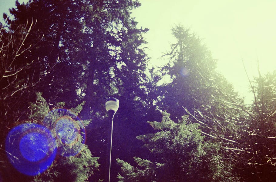 canada, north vancouver, light, trees, green, lens flare, forest