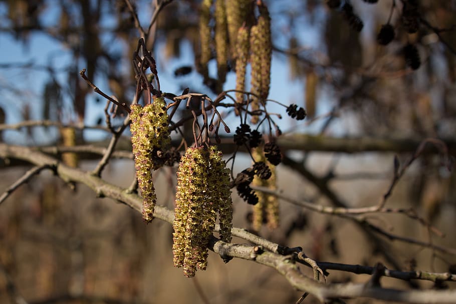 willow, blossom, spring, bloom, pollen, kitten, plant, tree HD wallpaper