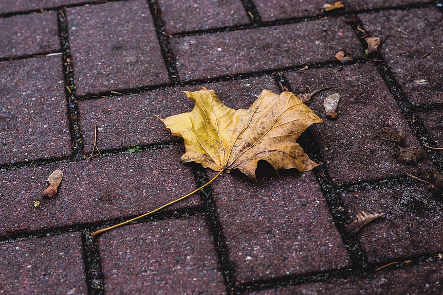 leaf, leaves, nature, out, ground, road, dirty, winter, autumn HD wallpaper