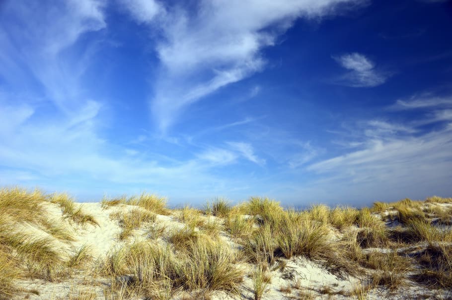 dunes, dune landscape, marram grass, sand, coast, beach, coastal protection HD wallpaper