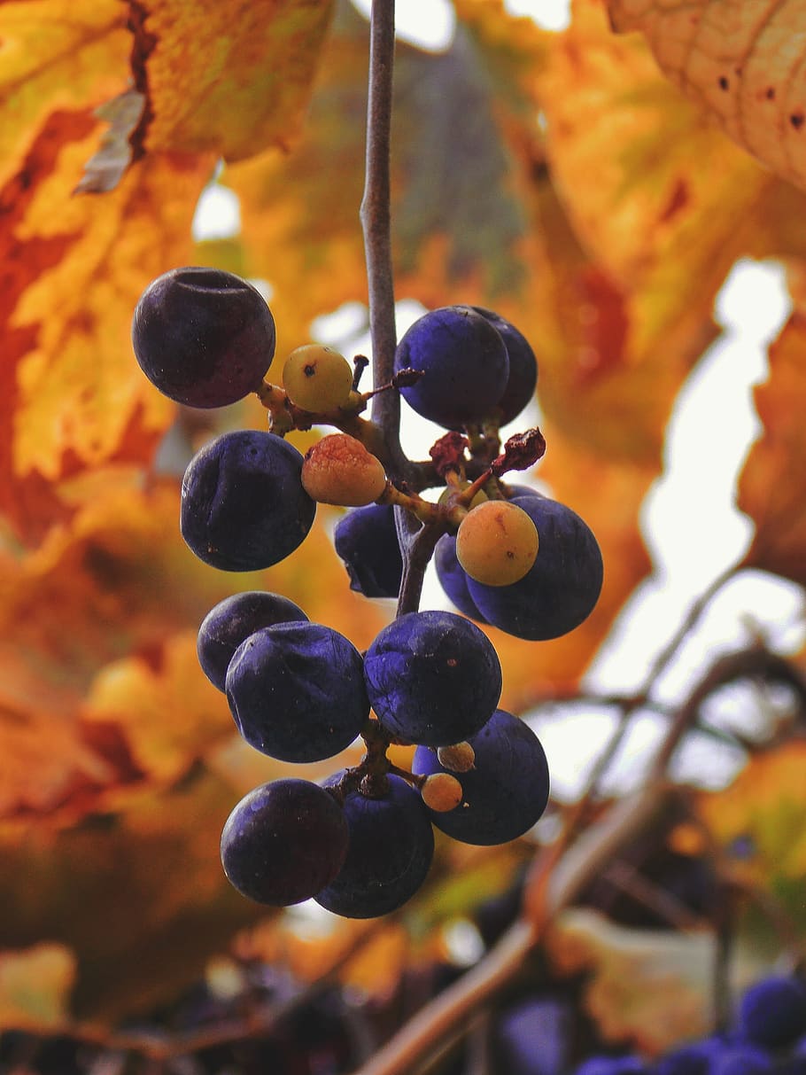 fruit, food, healthy eating, food and drink, focus on foreground HD wallpaper
