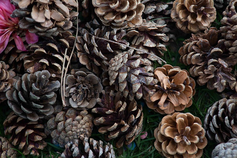 tree, plant, conifer, background, fungus, mushroom, vegetation HD wallpaper