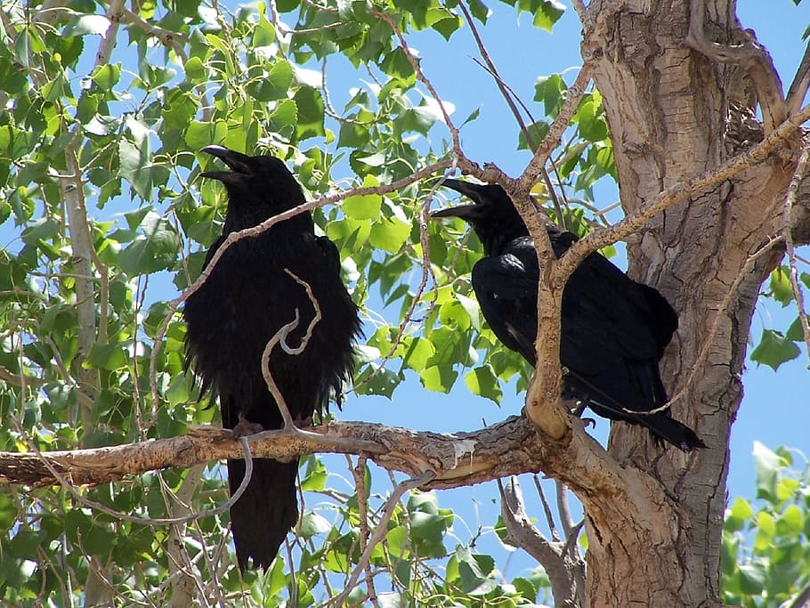 raven, common, bird, black, animal, wild, nature, tree, plant HD wallpaper