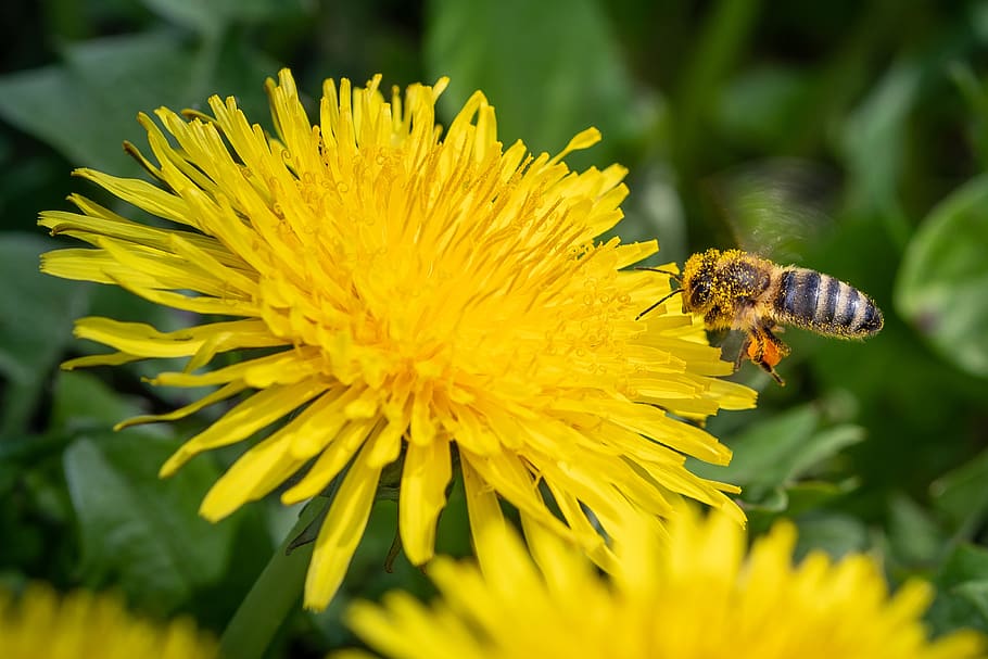 bee, pollen, nectar, macro, flower, close up, honey bee, nature HD wallpaper