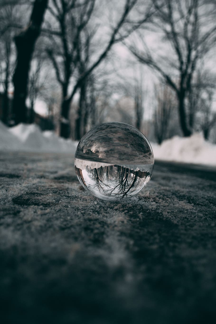 clear ball on road, sphere, turtle, animal, sea life, reptile HD wallpaper