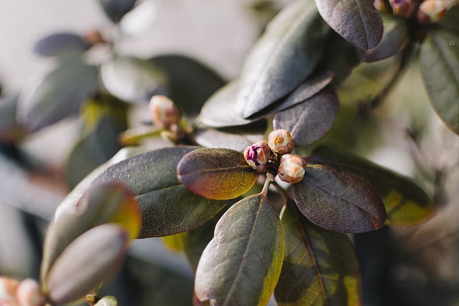 leaves, bush, bud, open, spring, pink, almost, close, growth HD wallpaper