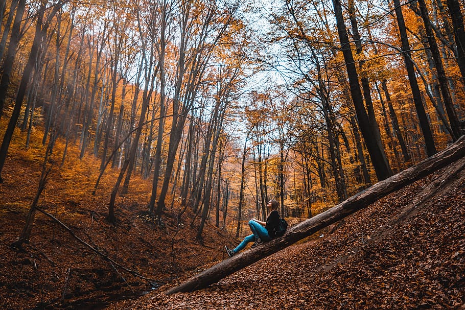 Woman Sitting On Tree Trunk In Forest , daylight, environment HD wallpaper