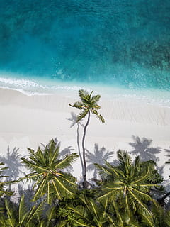 coconut trees near shore, iphone wallpaper, android wallpaper HD wallpaper